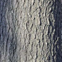 Red Oak 6.jpg