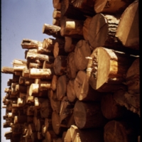 ponderosa-logs.tiff