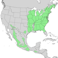 prunus range.png