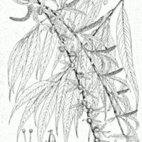 342px-Salix_babylonica_Bra59_Stuber_1874.png