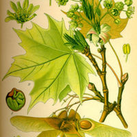 366px-Illustration_Acer_platanoides0.jpg