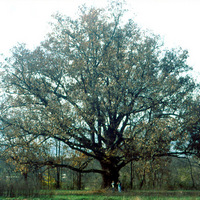 white oak tree.jpg