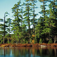 800px-Pinus_strobus_Syvania.jpg