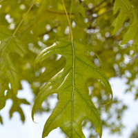 pin_oak_iron_chlorosis_leaf_veins.jpg