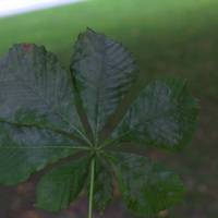 Horse_Chestnut_Leaf.jpg