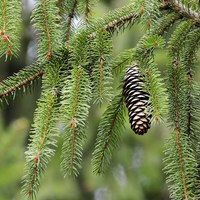 Norway Spruce 4.jpg