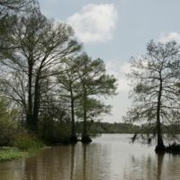 Bald_cypress_trees_and_some_aquatic_plants_growing_at_edge_of_lake.jpg