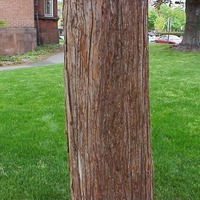 northern-white-cedar.jpg