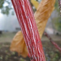 "Reddening" stems of the 'Erythrocladum' striped bark maple 