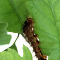 Gypsy_moth_caterpillar.jpg