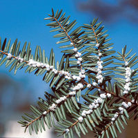 800px-Adelges_tsugae_1276001.jpg