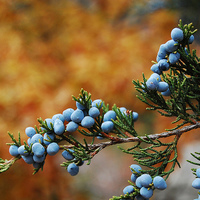 cedar berries.jpg