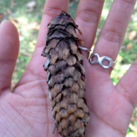 White Spruce Cone