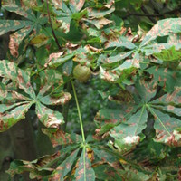A_Horse_Chestnut_Tree_with_Leaf_Blotch.jpg