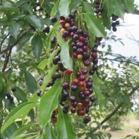 prunus drupes.jpg