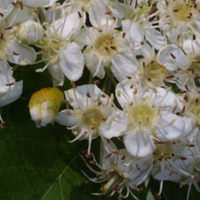 Hawthorn Blossum.jpg