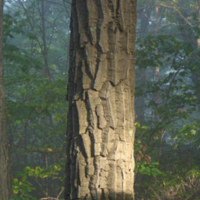 Chestnut_Oak_Bark.jpg