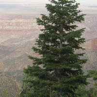 abies1.jpg