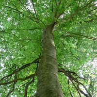 americanbeechtrunk.jpg