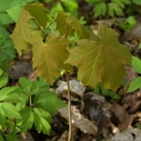 Siewka_klonu_Aceraceae_pl.jpg