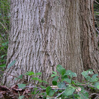 1024px-Sugar_Maple_Acer_saccharum_Trunk_base_3264px.jpg