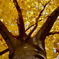 Yellow_Canopy.jpg