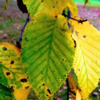 Yellow birch leaf