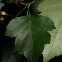 Hawthorn Leaves.jpg