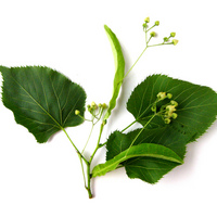 Basswood - leaf.jpg