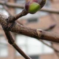 Norway_maple_buds.jpg