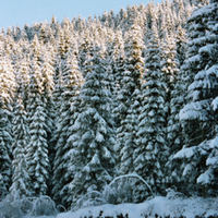 snowy .jpg