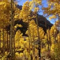 2013-10-06_15_04_21_Changing_Canyon_Nature_Trail_in_Lamoille_Canyon.JPG