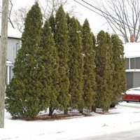 arborvitae hedge-thumb-590x394-65612.jpg