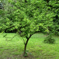 Prunus_americana_Syrets1.JPG