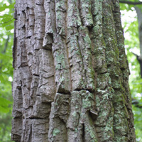 Chestnut-Oak-Bark.jpg
