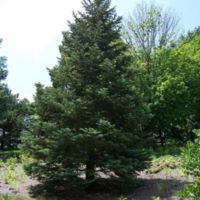 abies5.JPG