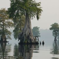 Photo_of_the_Week_-_Great_Dismal_Swamp_National_Wildlife_Refuge_(VA)_(4578425529).jpg