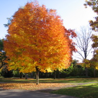 Splendeur_Automnale_à_Montréal.jpg