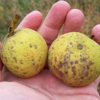 Black_walnuts.jpg