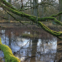 800px-Elbholz2.jpg