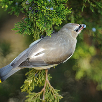 cedar waxwing.jpg