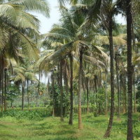 800px-Coconut_Tree_Farm.jpg