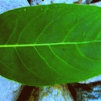 persimmonleaf.jpg
