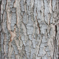 450px-Acer_saccharinum_textura_del_tronco.jpg