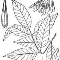whiteashleaves.jpg