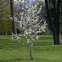Amelanchier_arborea1.jpg