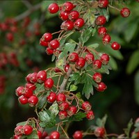 more berries.jpg