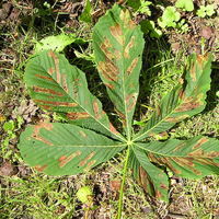 Horse_chestnut_leaf_miner.jpg