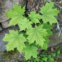 480px-Acer_saccharum_seedling_Quebec.jpg