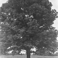 whiteash1.jpg
